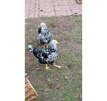 59425unna köniksborn - 100,00 EUR Kaltmiete, in Unna (PLZ: 59425) Alte Heide