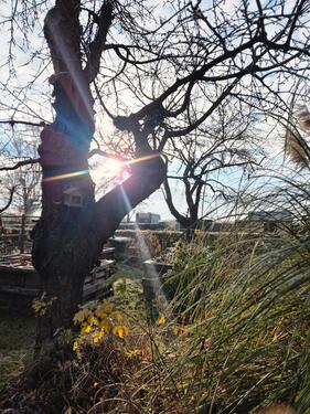 Foto - Garten Pachtgarten Leipzig Portitz