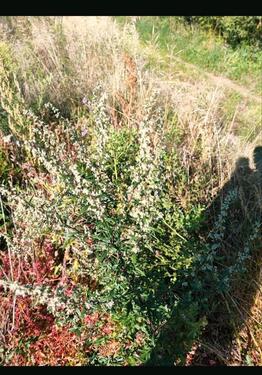 Foto - Erholungsgarten Streuobstwiese Ladwirt Garten