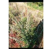 Erholungsgarten Streuobstwiese Ladwirt Garten - Weiterstadt