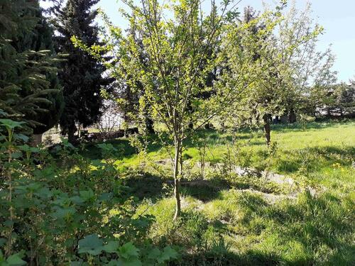 Foto - Grundst&uuml;ck in Billigheim