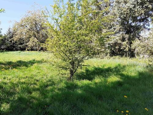 Foto - Grundst&uuml;ck in Billigheim zur Miete