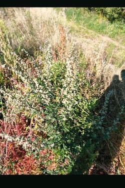 Foto - Erholungsgarten landwirtschaftliche I Streuobstwiese Garten
