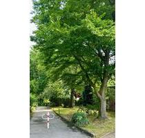 Selbstnutzer Aufgepasst- 2,5 Zimmer Wohnung mit Balkon - Essen Stadtbezirk III