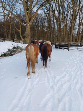 Foto - 1 Zimmer Erdgeschoßwohnung in Sottrum