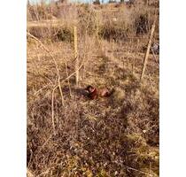 Grundstückshälfte zu verpachten ca.700m² - Gottenheim