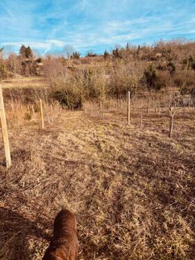 Foto - Grundst&uuml;ck zur Miete in Gottenheim