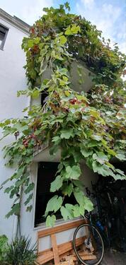 Foto - 7 Zimmer Reihenhaus zum Kaufen in Bremen