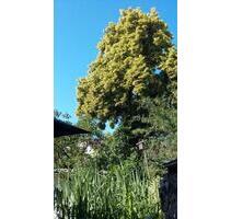 1-Zi.-Appartement - 830,00 EUR Kaltmiete, in Ulm (PLZ: 89077) Söflingen 1-Zi.-Appartement - 830,00 EUR Kaltmiete, in Ulm (PLZ: 89077) Söflingen