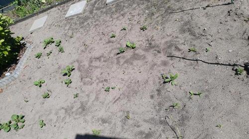 Foto - 335m2 Garten Kleingartenanlage Schöneiche +lesen+!!