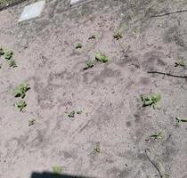 335m2 Garten Kleingartenanlage Schöneiche +lesen+!! - Berlin Treptow-Köpenick
