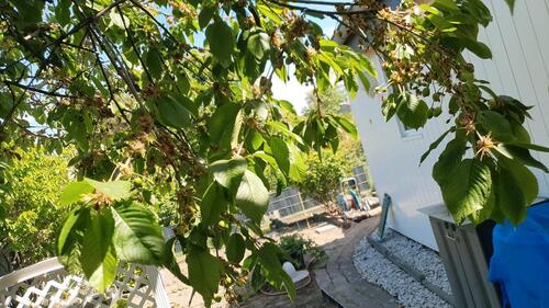 Foto - Grundst&uuml;ck zur Miete in Berlin