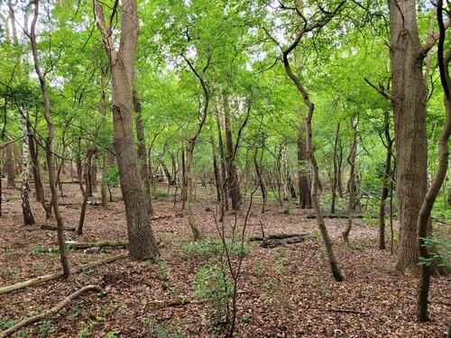 Foto - Waldgrundstück in Sottrum – 2.500 m² – direkt an der Straße