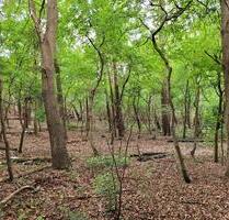 Waldgrundstück in Sottrum – 2.500 m² – direkt an der Straße