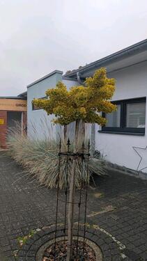 Foto - Haus im Herzen von Krummesse - 300.000,00 EUR Kaufpreis,