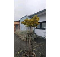 Haus im Herzen von Krummesse - 300.000,00 EUR Kaufpreis, in Krummesse (PLZ: 23628)