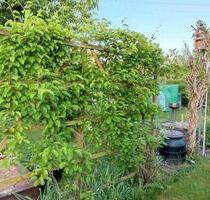 Gartenparzelle 330 m2 abzugeben. - Dresden Altstadt