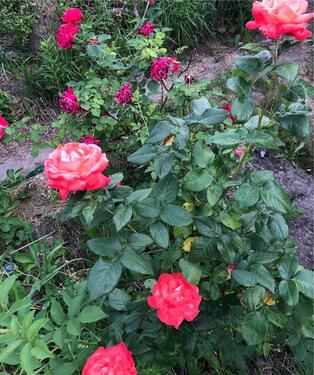 Foto - Kleingarten mit fester Laube (Bad, Küche, Terrasse)