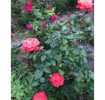 Kleingarten mit fester Laube (Bad, Küche, Terrasse) - Greifswald