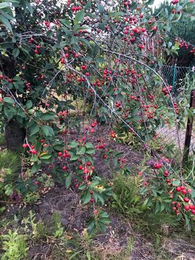 Foto - Grundst&uuml;ck zur Miete in Greifswald
