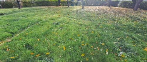 Foto - Grundstück zur Miete in Löbau