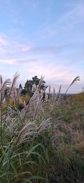 Foto - andere zur Miete in Reichelsheim (Odenwald)