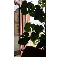 Helle 2,5 Zimmer mit Einbauküche, Balkon und Fußbodenheizung - Chemnitz Hilbersdorf