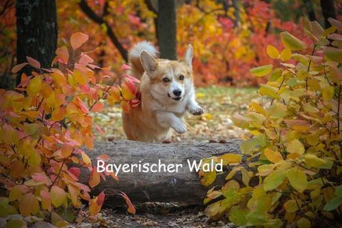 Foto - Herbst im Bayerischen Wald - Ferienwohnung Mau & Wau