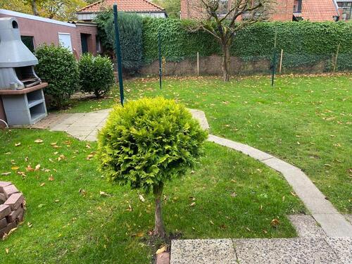 Foto - 1 Zimmer Etagenwohnung in Norden