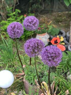 Foto - Doppelhaushälfte in Wachtendonk zum Kaufen
