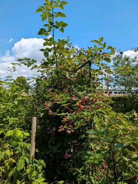 Foto - Grundst&uuml;ck in Dresden