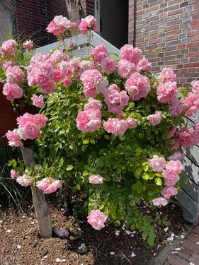 Foto - andere in Wangerland