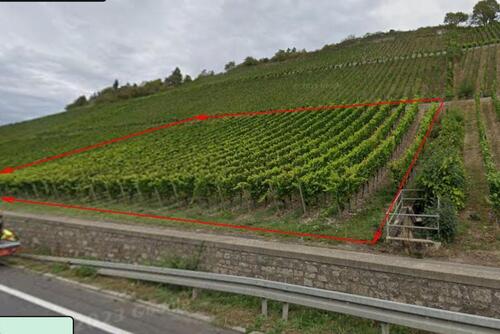 Foto - Wengert zu verpachten - 1.234,00 EUR Kaltmiete, ca.  0,00 m²