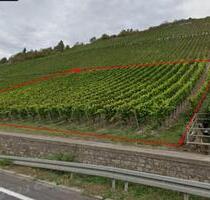 Wengert zu verpachten - 1.234,00 EUR Kaltmiete, ca.  0,00 m² in Eibelstadt (PLZ: 97246)