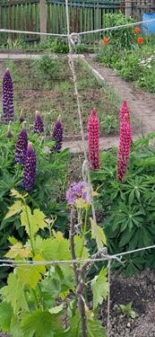 Foto - Grundst&uuml;ck zur Miete in Leipzig