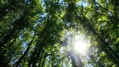 Foto - Wald Grundstücke Rhön Weisbach Forst