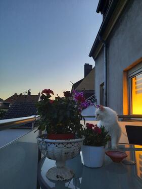 Foto - Moderne 3 Zimmer Wohnung ab 01.06.26 SB