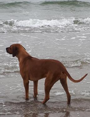 Foto - Schöne Ostsee-Ferienwohnung für 2-4 Personen , gern mit Hund