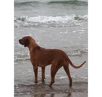 Schöne Ostsee-Ferienwohnung für 2-4 Personen , gern mit Hund - Barth