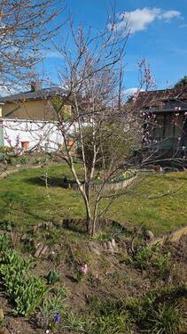 Foto - Grundst&uuml;ck zur Miete in Magdeburg