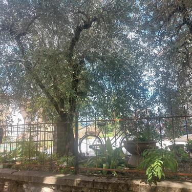 Foto - andere in Friedrichshafen