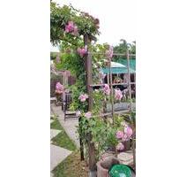 Pacht Garten abzugeben 1500 € - 1.500,00&nbsp;EUR Kaltmiete, ca.&nbsp; 0,00&nbsp;m&sup2; in Magdeburg (PLZ: 39112) Leipziger Straße