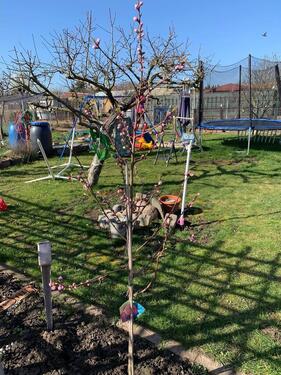 Foto - Grundst&uuml;ck in Magdeburg zur Miete