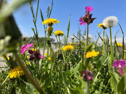 Foto - 1.230 m2 - Freizeitgrundstück in Eging am See - Grundstück, Wiese