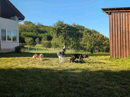 Foto - Haus in Rumanien zu verkaufen - 146.000,00&nbsp;EUR Kaufpreis, ca.&nbsp; 250,00&nbsp;m&sup2;