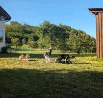 Haus in Rumanien zu verkaufen - 146.000,00&nbsp;EUR Kaufpreis, ca.&nbsp; 250,00&nbsp;m&sup2; in Ostrach (PLZ: 88356)