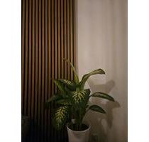 2Zi Wohnung Top Lage mit Garten - Köln Innenstadt