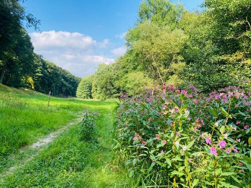 Foto - 4 Zimmer Etagenwohnung zur Miete in Schmitten im Taunus