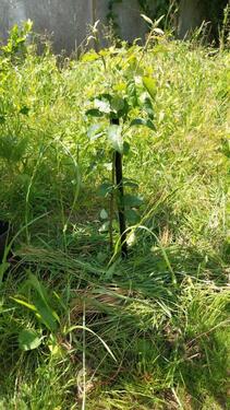 Foto - Grundst&uuml;ck zur Miete in Lambrechtshagen