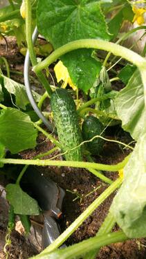 Foto - Grundst&uuml;ck in Lambrechtshagen